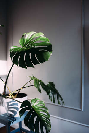 Monstera green leaves or Monstera Deliciosa, Indoor house plant in pot.の写真素材