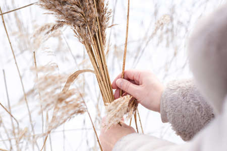A young woman in a beige dress of neutral colors collects pampas grass.