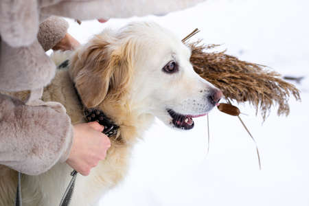 Young beautiful woman and her golden retriever dog having fun in winter.の写真素材