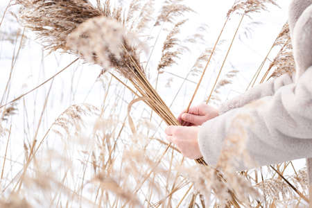 A young woman in a beige dress of neutral colors collects pampas grass.の写真素材