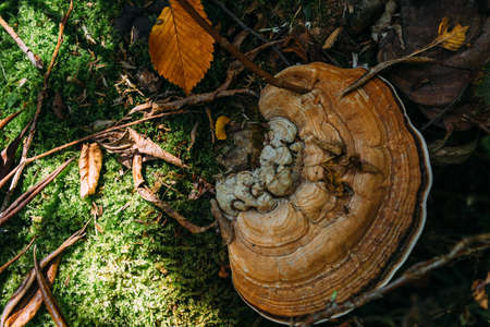 Autumn mystical atmosphere in an old forest. Fantasy background with moss.