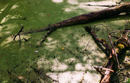 Overgrown water in the swamp. Green forest lake overgrown with duckweed.