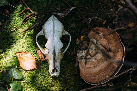 Autumn mystical atmosphere in an old forest. Dog scull in fantasy backgroundの写真素材