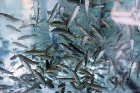 Lots of small garra rufa fish in a fish pilling aquarium or fish spaの写真素材