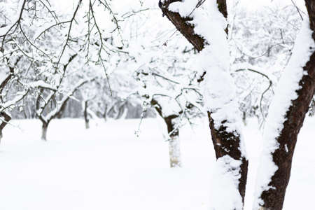 Snow-covered apple orchard on frosty winter day. Beautiful natural backgroundの写真素材