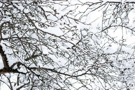 Snow-covered apple orchard on frosty winter day. Beautiful natural background