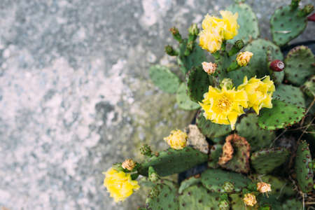 Big cactus in the pots. Cactus for decoration. Fluffy cactus with long needles.