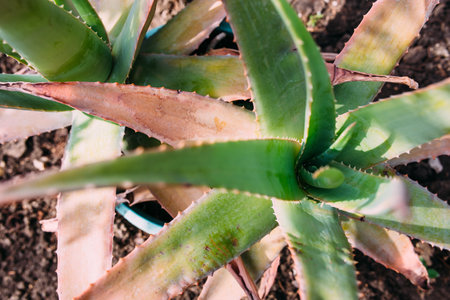 Big cactus in the pots. Cactus for decoration. Fluffy cactus with long needles.の写真素材