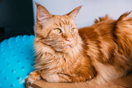 Beautiful red big cat Maine Coon sits at homeの写真素材