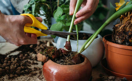 The concept of spring transplanting indoor plants at home.の写真素材