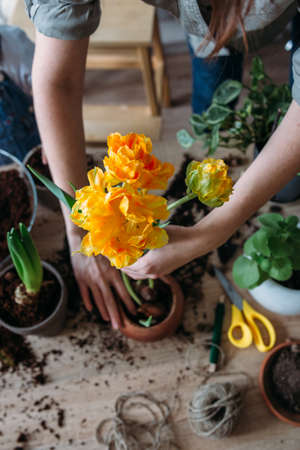 Young woman is transplanting houseplant. Spring fertilizer for home flowers