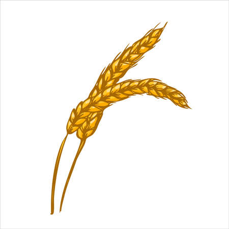 Yellow ripe ears of wheat. Harvested concept. Vector illustrationのイラスト素材