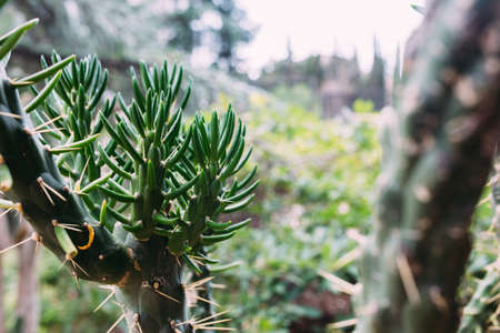 Big cactus in the pots. Cactus for decoration. Fluffy cactus with long needles.の写真素材