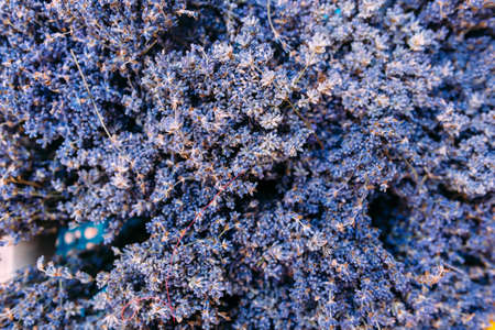 Bunches of fresh, purple aromatic lavender in gift shopの写真素材