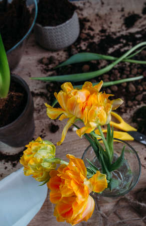 The concept of spring transplanting indoor plants at home.