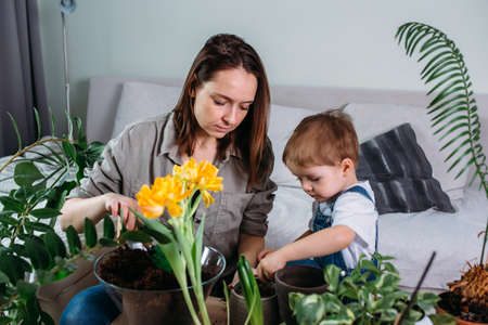 Mom and little son are transplanting houseplants togetherの写真素材