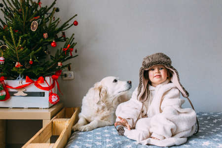 Cute child and his labrador retriever at home on the bed near the Christmas treeの写真素材