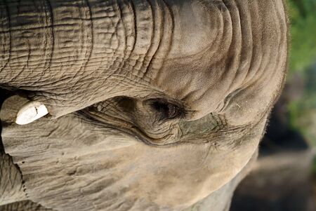 Elephantの写真素材