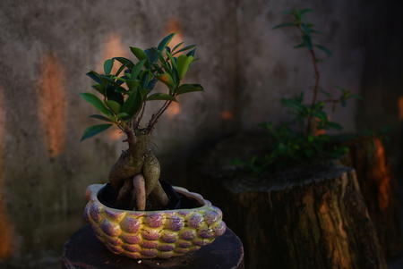 Plantの写真素材