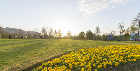 Park sunset sceneryの写真素材