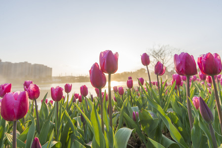 tulips blooming at parkの写真素材