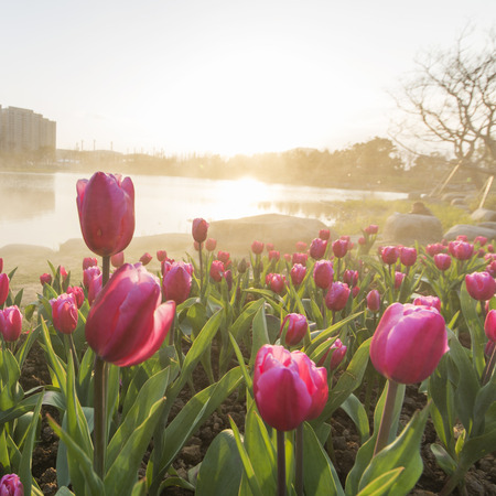 tulips blooming at parkの写真素材