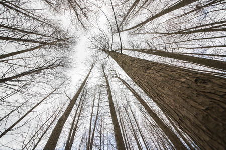 cedar forest