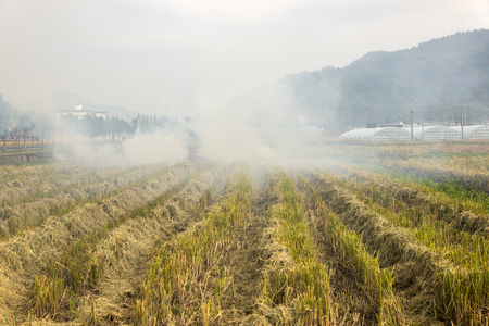 Paddy incinerationの写真素材