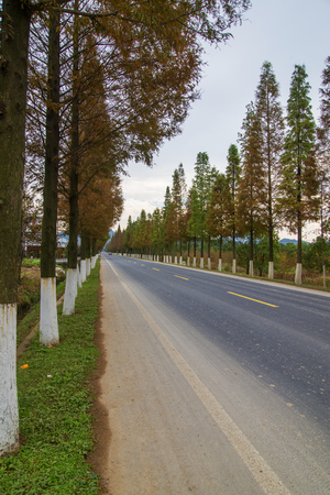Sunset forest roadsの写真素材