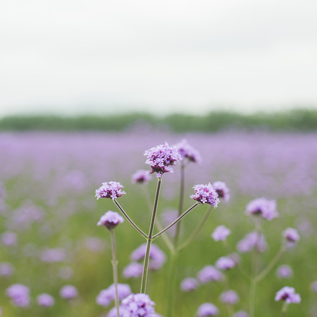 Verbena flowers