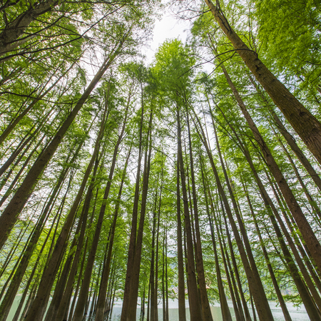 Summer cedar forestの写真素材