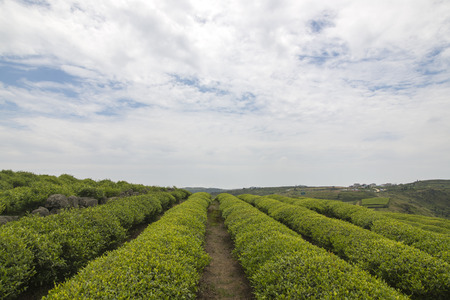Tea farmの写真素材