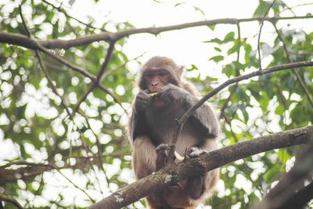 Closeup of monkey