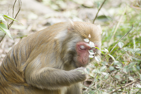 Closeup of monkey