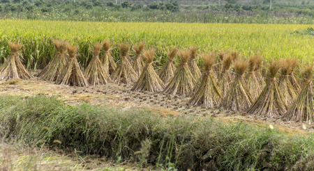 paddy fieldの写真素材