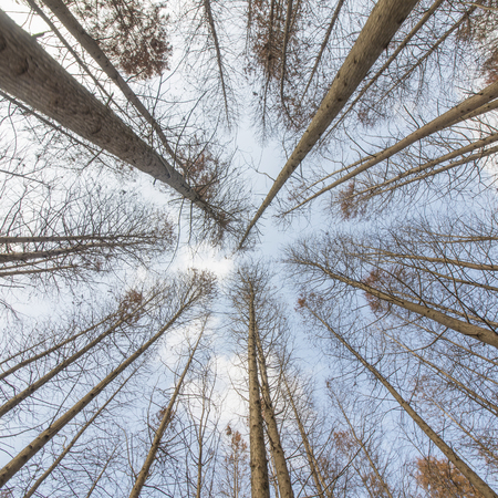 cedar forest at china