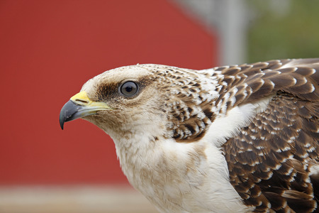 The eagle