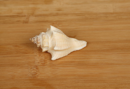 Shell close-up, very beautifulの写真素材