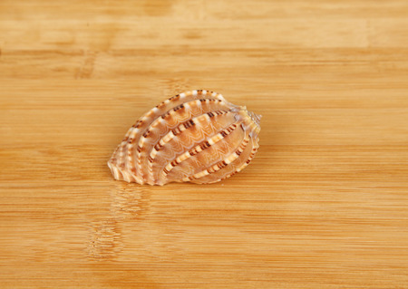 Shell close-up, very beautifulの写真素材