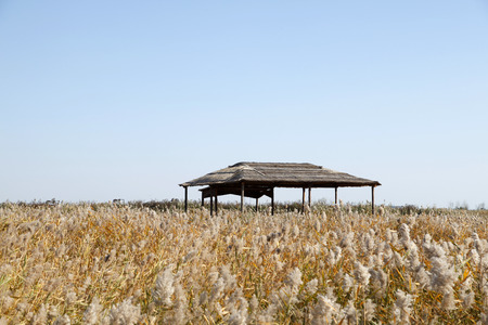 Scenery of wetland during autumnの写真素材