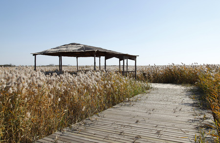 Scenery of wetland during autumnの写真素材