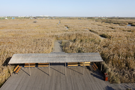 Scenery of wetland during autumnの写真素材