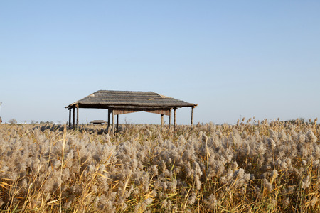 Scenery of wetland during autumnの写真素材