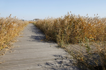 Scenery of wetland during autumnの写真素材