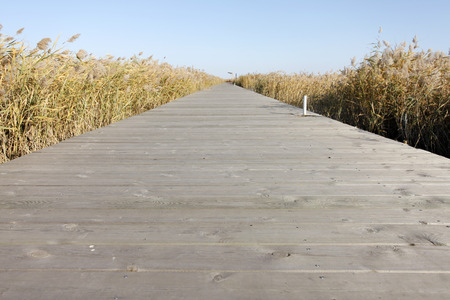 scenery of wetland during autumnの写真素材