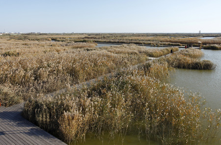 scenery of wetland during autumnの写真素材