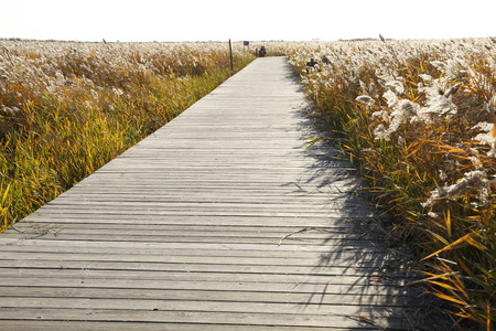 scenery of wetland during autumnの写真素材