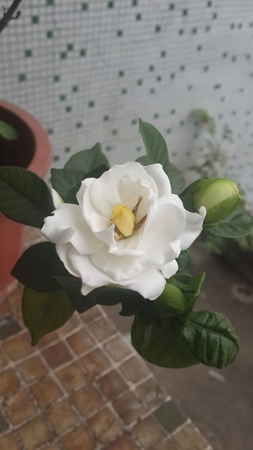 white flowerの写真素材