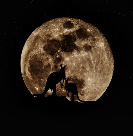 Kangaroos silhoutte under the big moonの写真素材