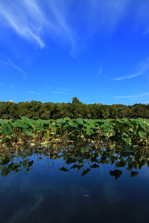 View of a lotus pond under the blue skyの写真素材